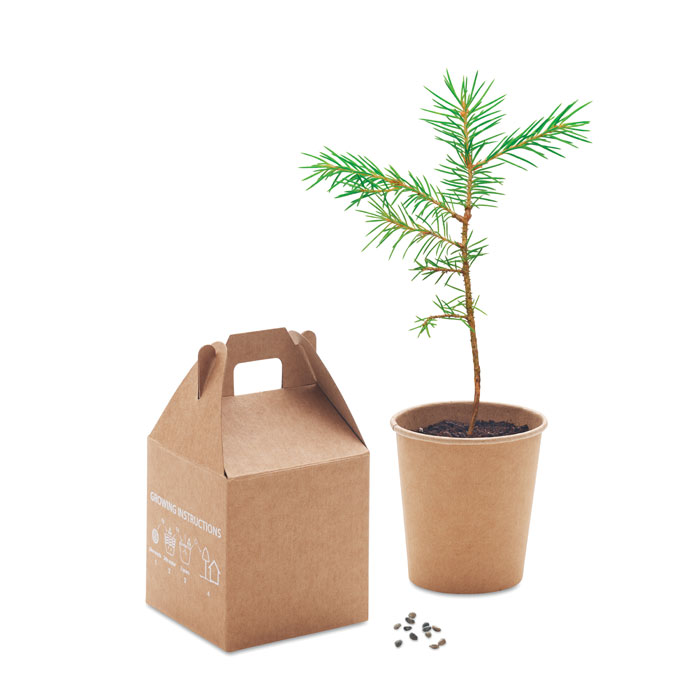 GROWTREE™ - Kiefernsamen-Set